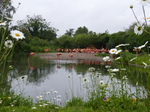 FZ029601 Caribbean Flamingos (Phoenicopterus ruber).jpg